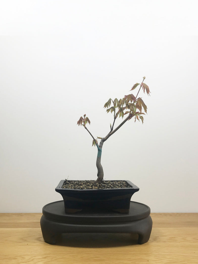 JAPANESE MAPLE (JM10004) - MiniGardens NZ