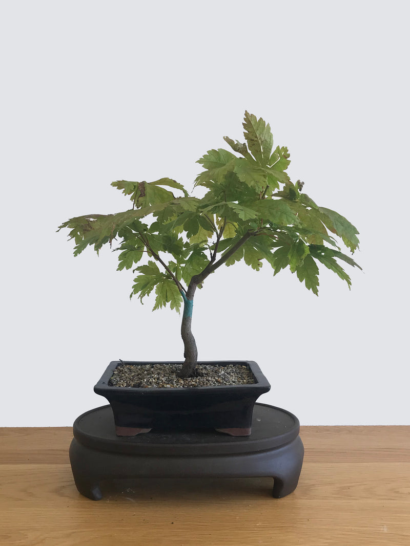 JAPANESE MAPLE (JM10004) - MiniGardens NZ