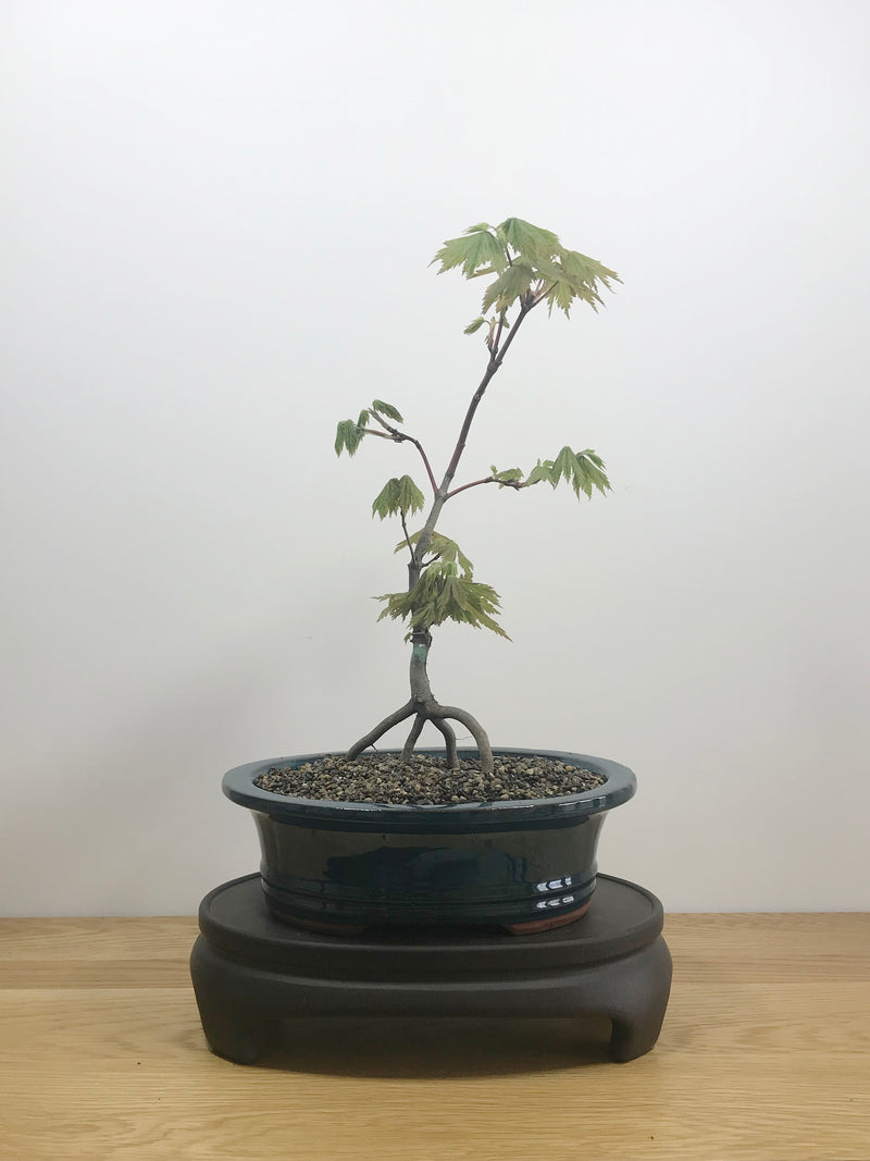 JAPANESE MAPLE (JM10005) - MiniGardens NZ