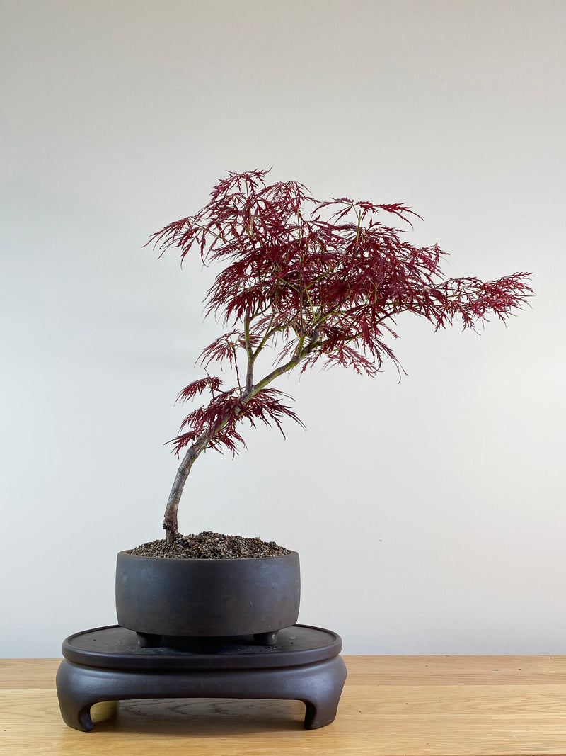 JAPANESE RED LACE MAPLE (JM10005)