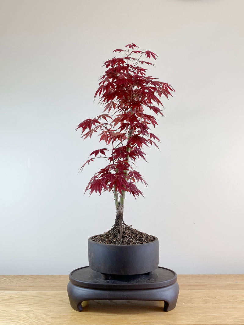 JAPANESE RED MAPLE (JM10006)