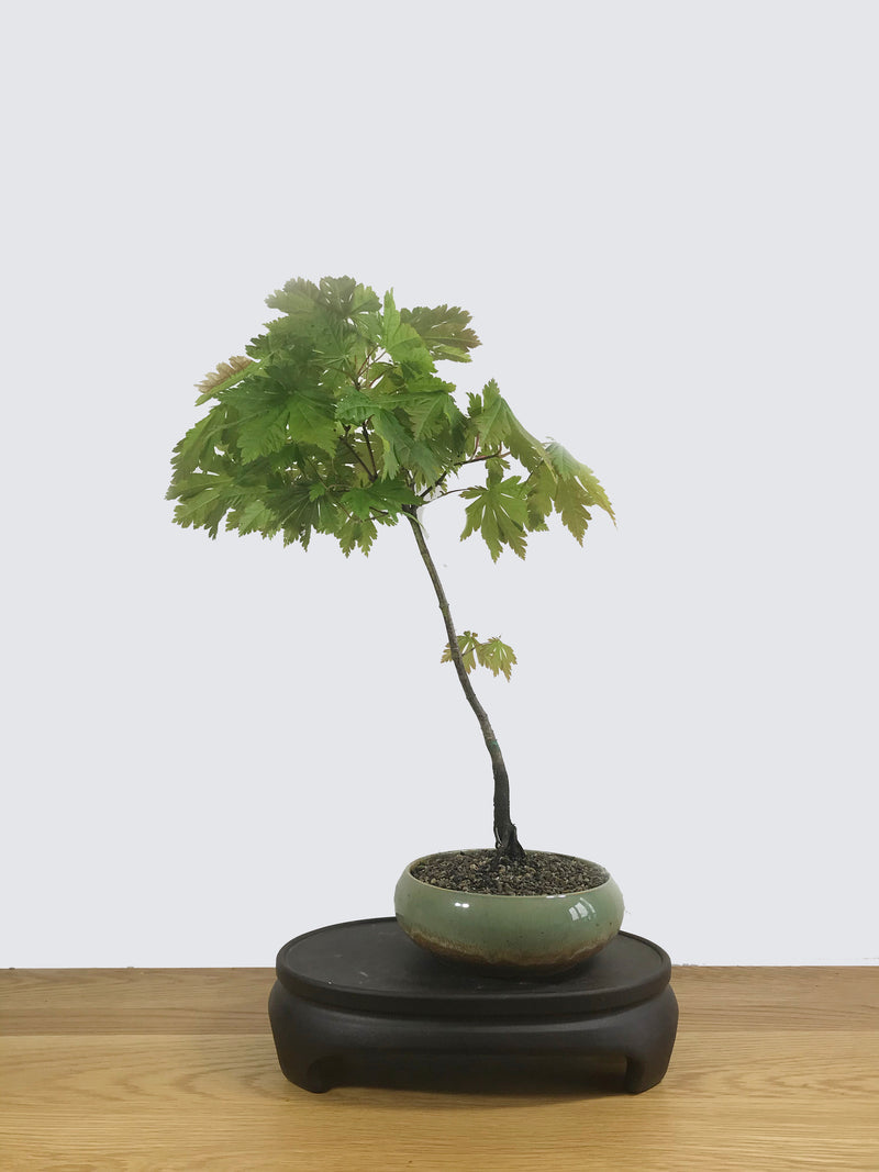 JAPANESE MAPLE (JM100077) - MiniGardens NZ