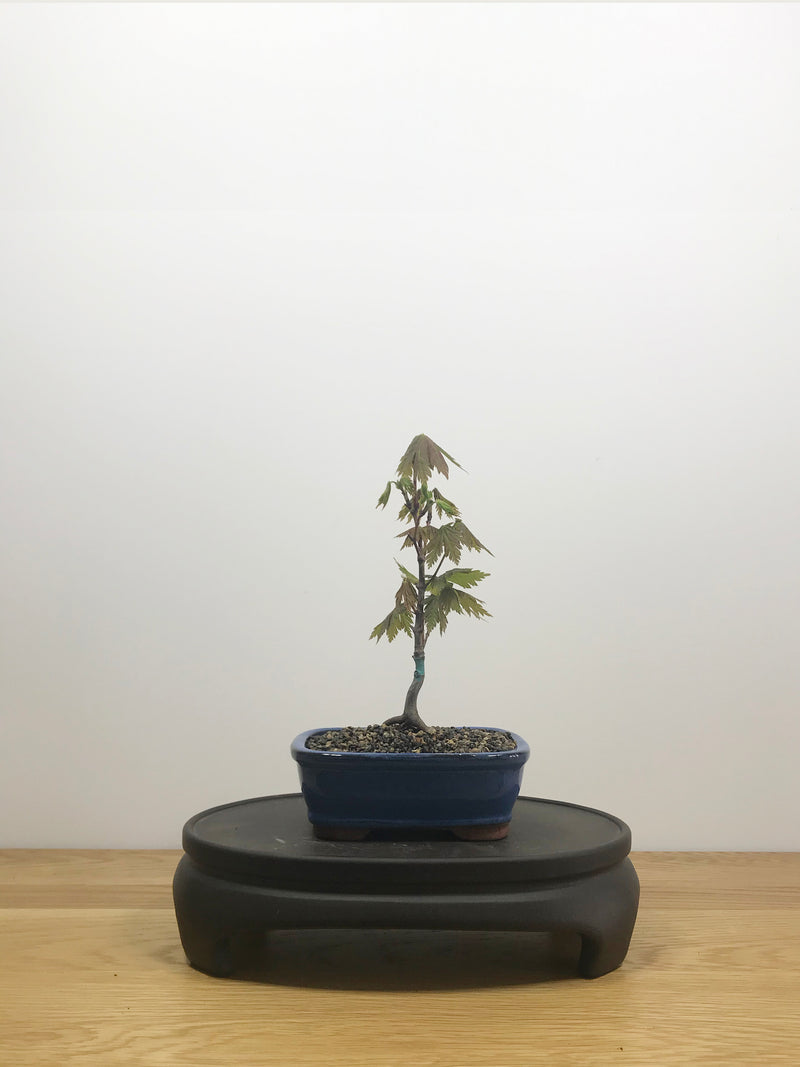 JAPANESE MAPLE (JM10007) - MiniGardens NZ