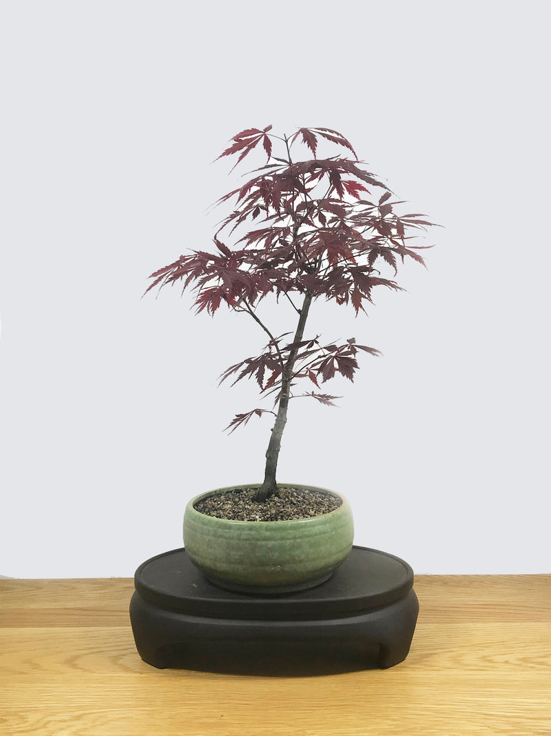 JAPANESE MAPLE (JM100088) - MiniGardens NZ