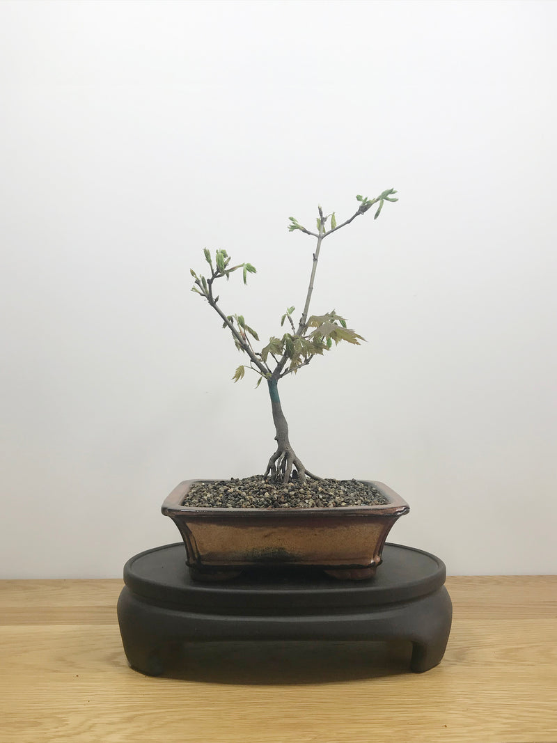 JAPANESE MAPLE (JM10008) - MiniGardens NZ