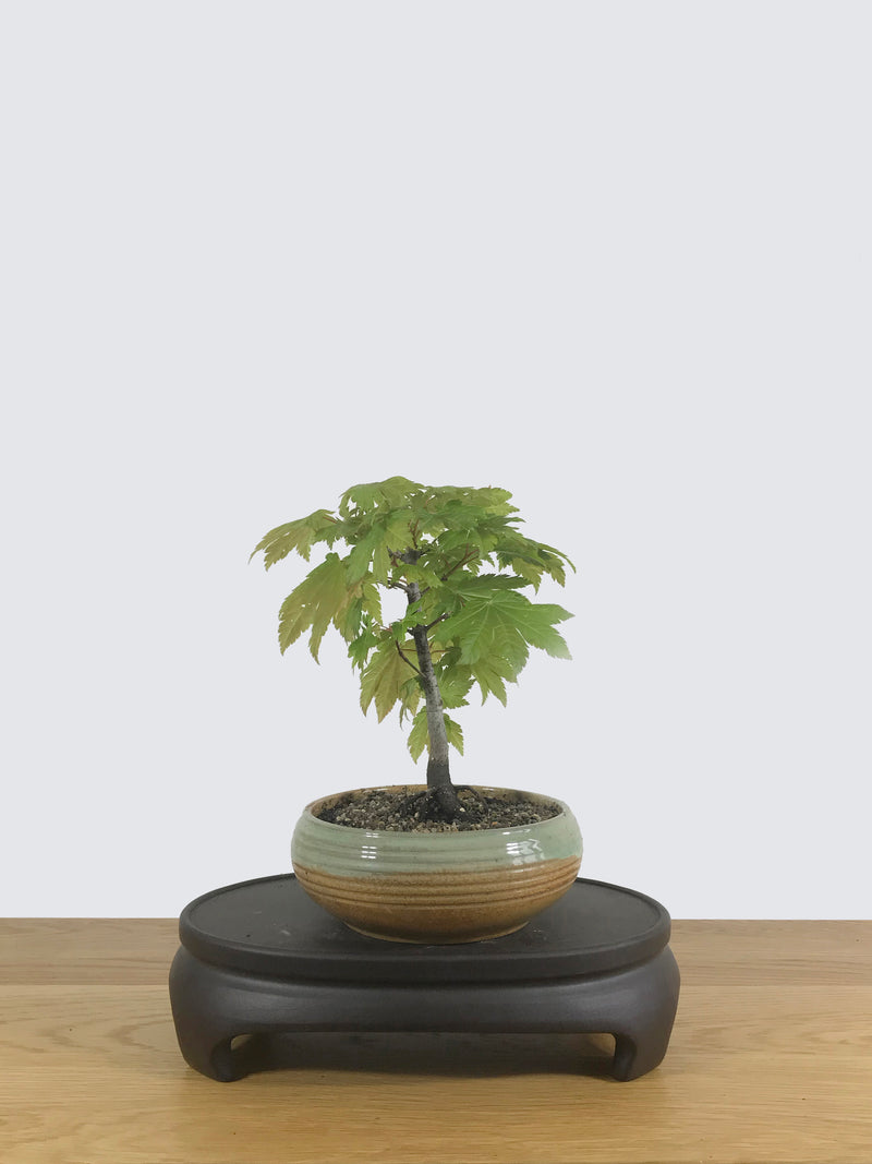 JAPANESE MAPLE (JM10009) - MiniGardens NZ