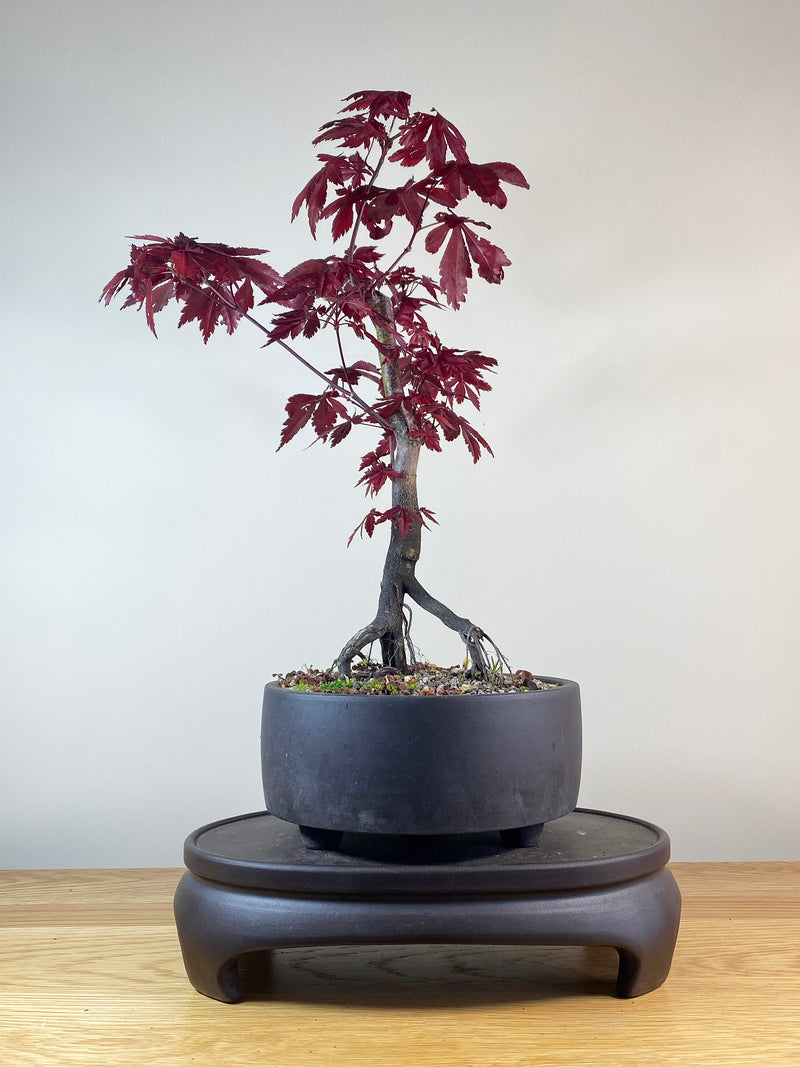 JAPANESE RED MAPLE (JM100010)