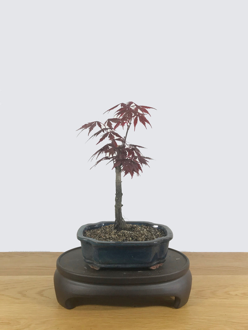JAPANESE MAPLE (JM10010) - MiniGardens NZ