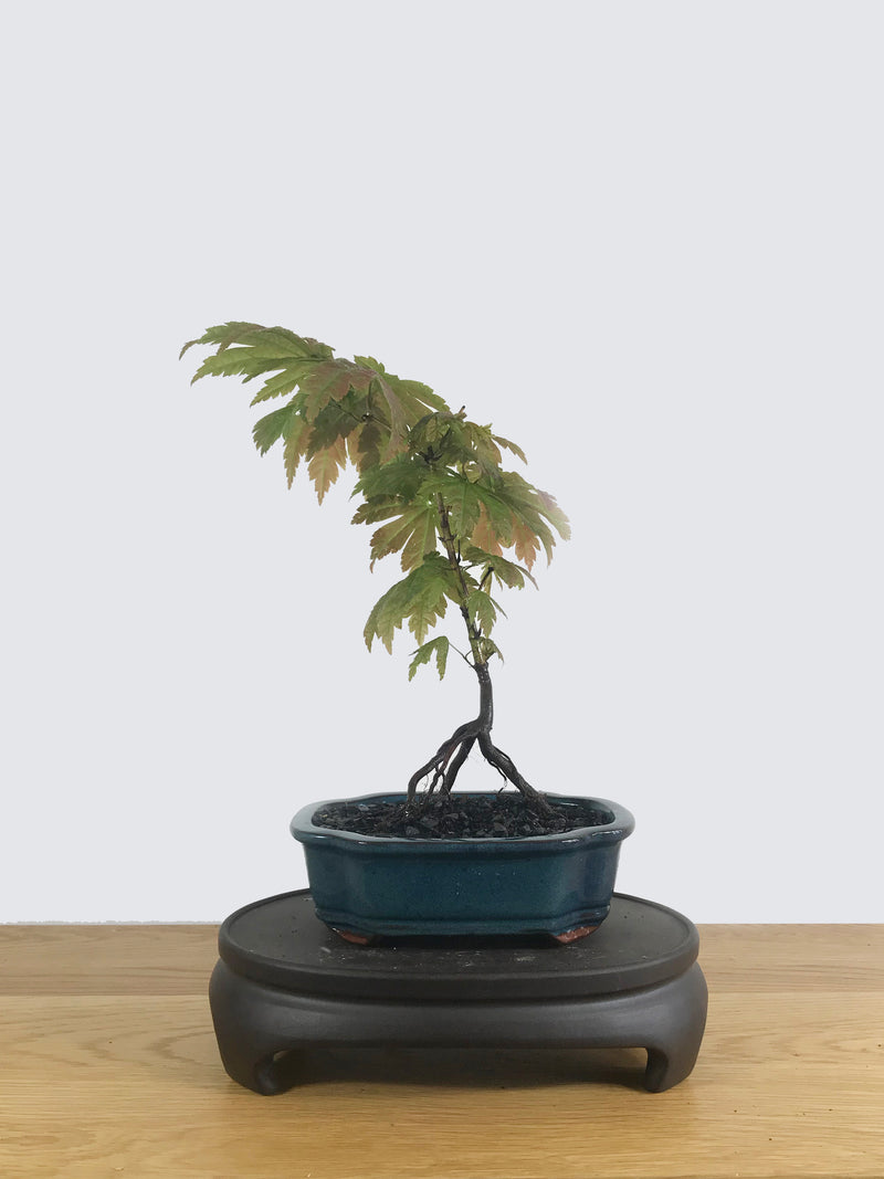 JAPANESE MAPLE (JM10011) - MiniGardens NZ