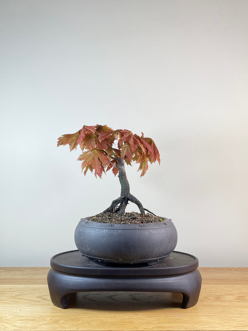 JAPANESE FULL MOON MAPLE (JM100011)