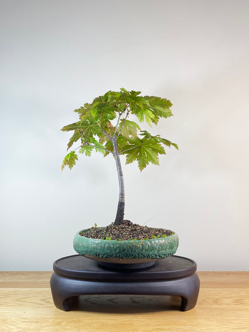 JAPANESE FULL MOON MAPLE (JM100012)