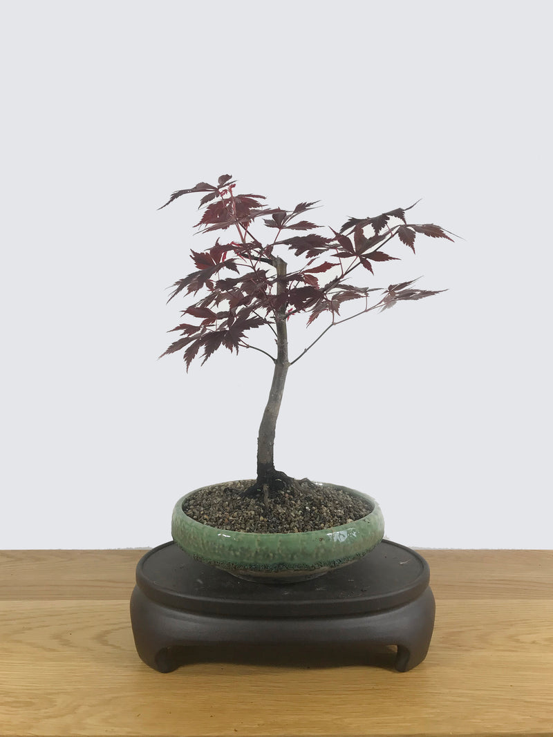 JAPANESE MAPLE (JM10013) - MiniGardens NZ