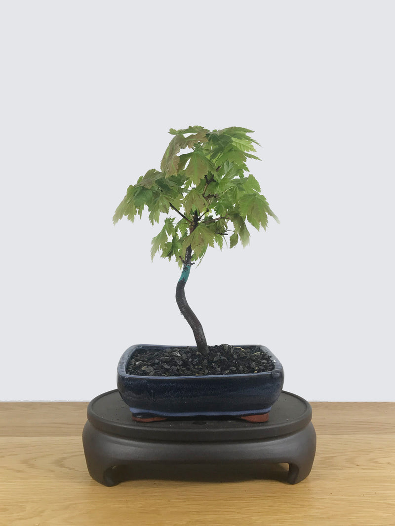 JAPANESE MAPLE (JM10014) - MiniGardens NZ