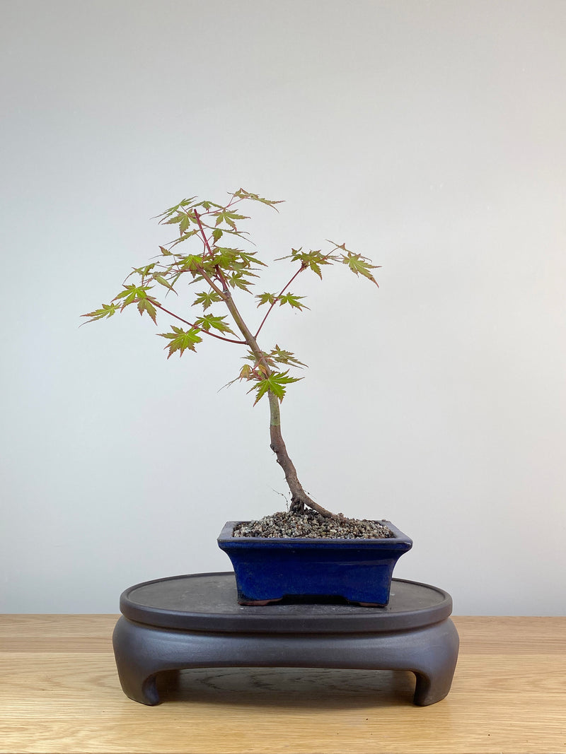 JAPANESE MAPLE (JM100015)