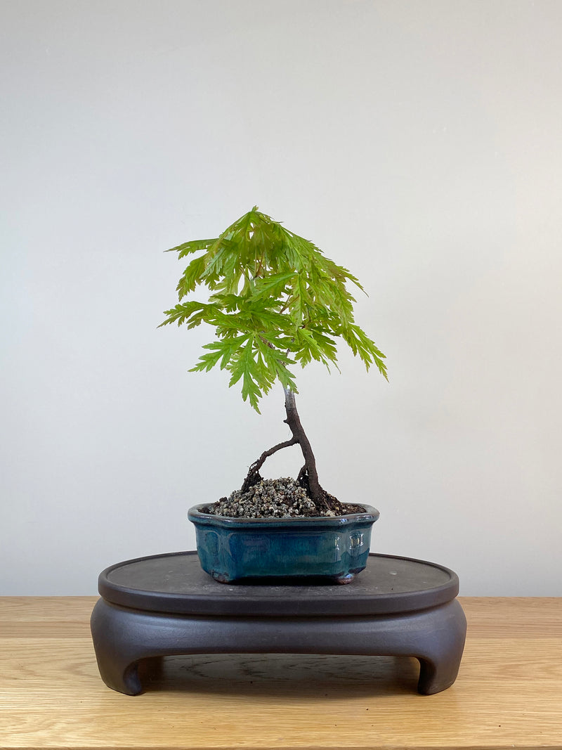 JAPANESE MAPLE (JM100016)