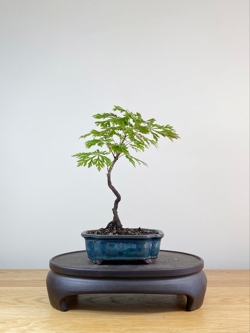 JAPANESE MAPLE (JM100017)