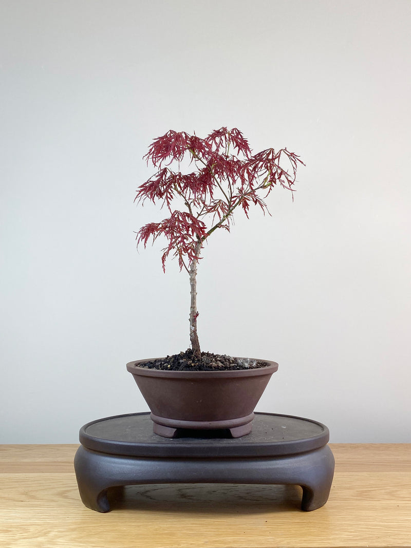 JAPANESE MAPLE (JM100018)