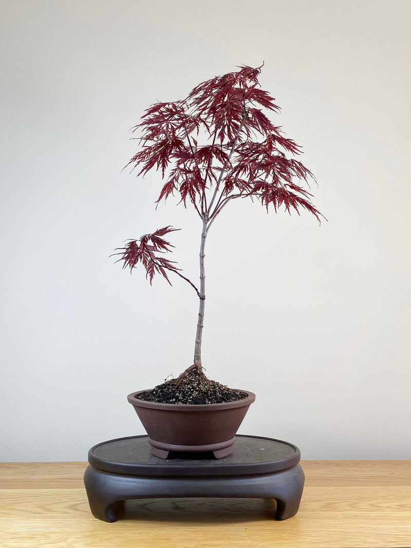JAPANESE MAPLE (JM100019)