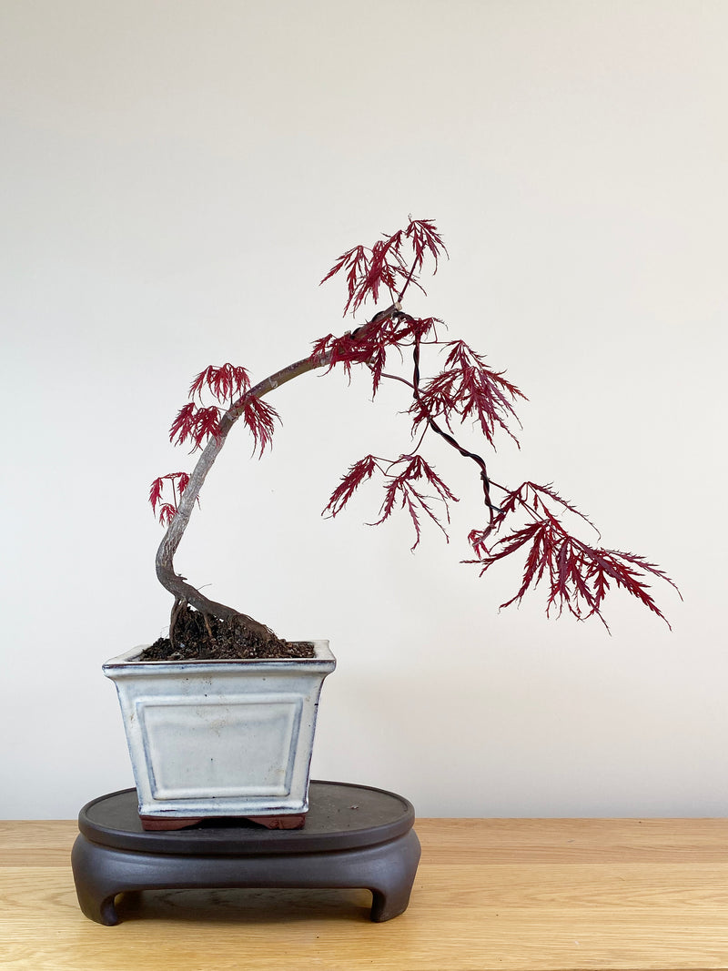 JAPANESE MAPLE (JM100021)