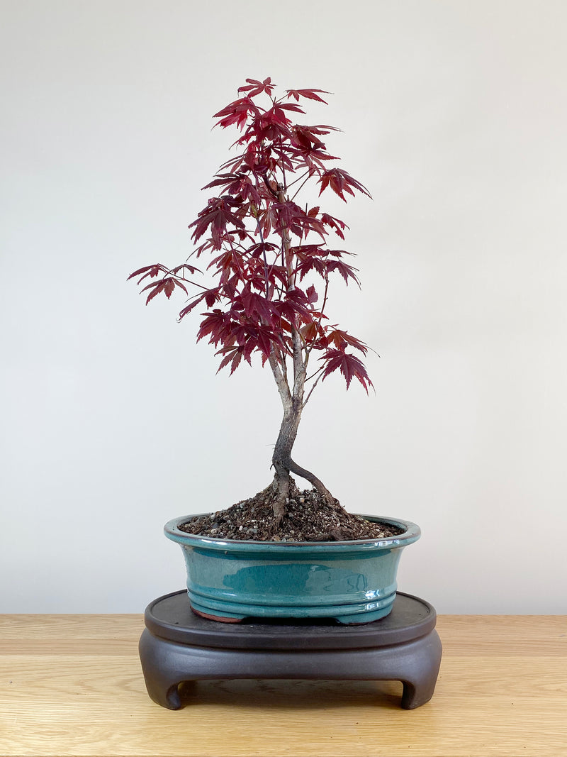 JAPANESE MAPLE (JM100022)