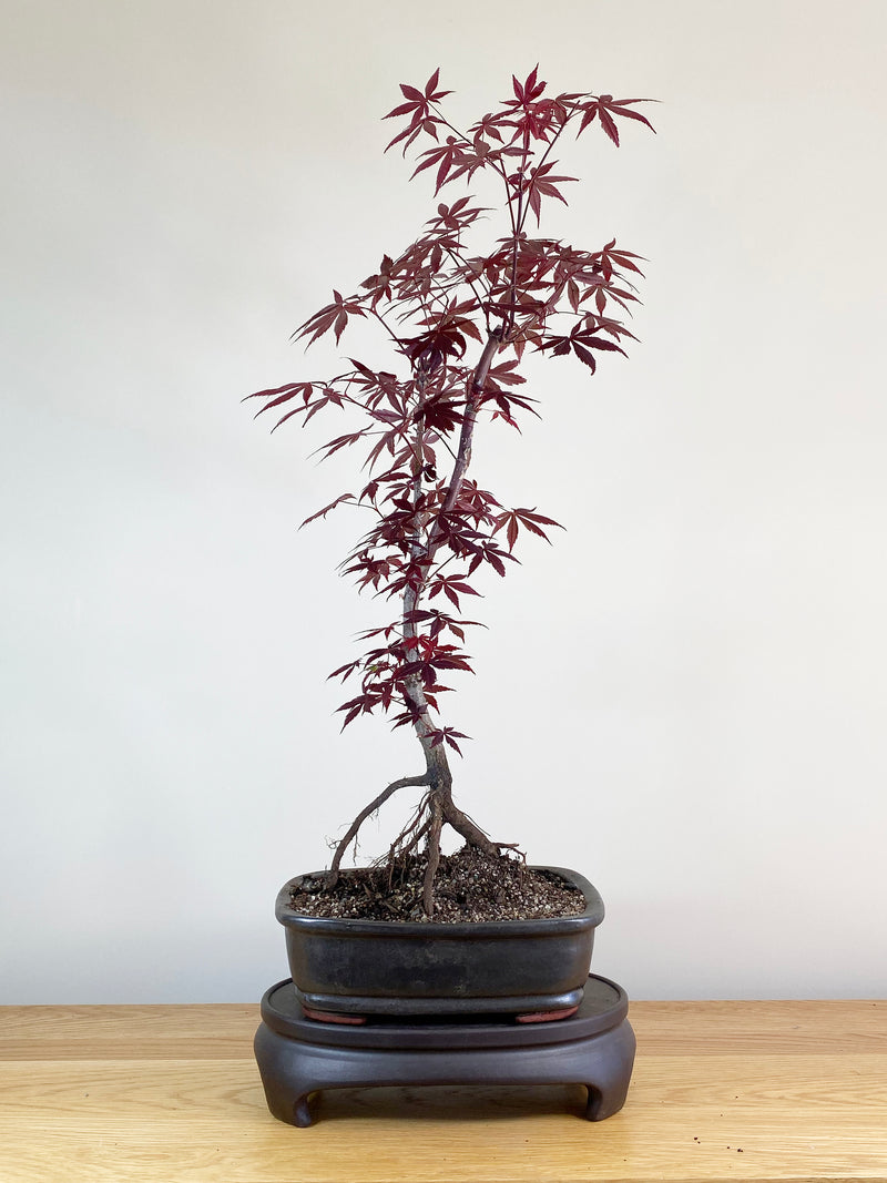JAPANESE MAPLE (JM100024)