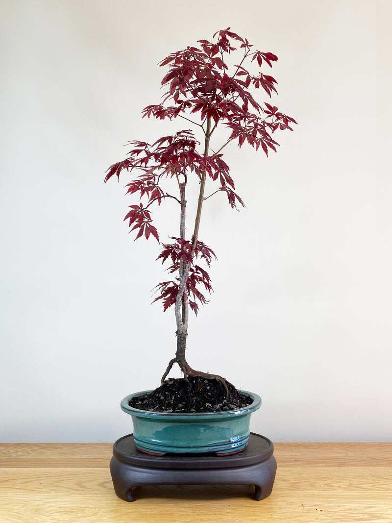 JAPANESE MAPLE (JM100025)