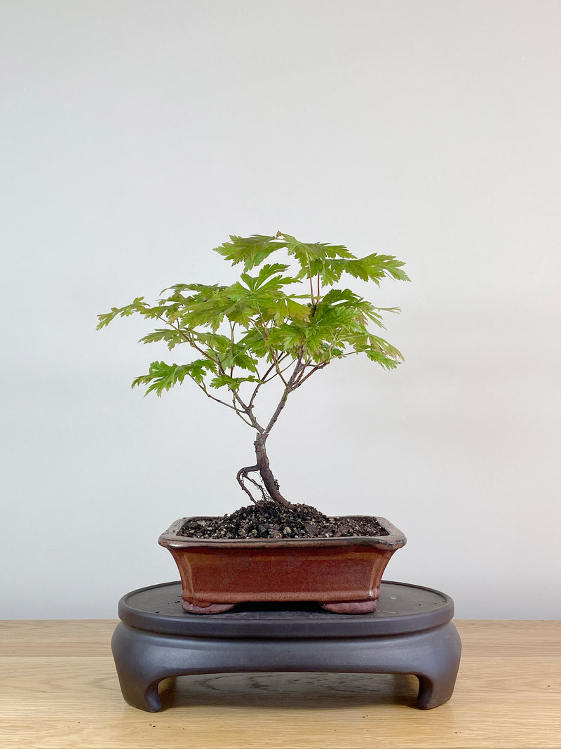 JAPANESE MAPLE (JM100029)