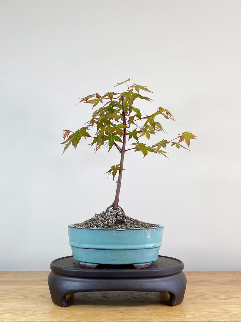 JAPANESE MAPLE (JM100030)