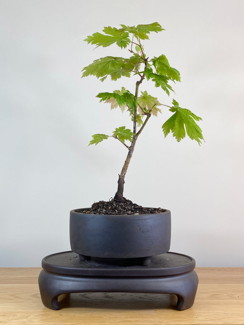 JAPANESE MAPLE (JM100031)