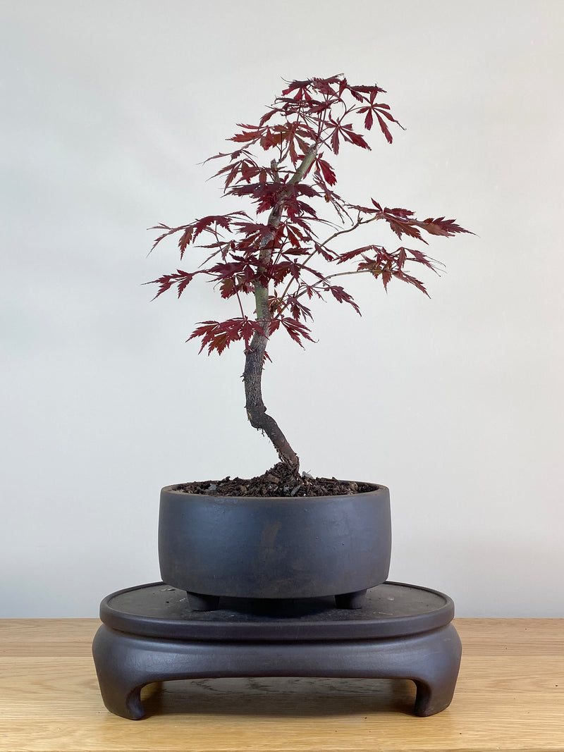 JAPANESE MAPLE (JM100032)