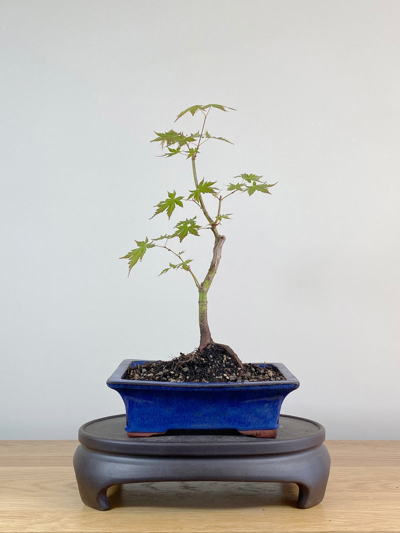 JAPANESE MAPLE (JM100033)