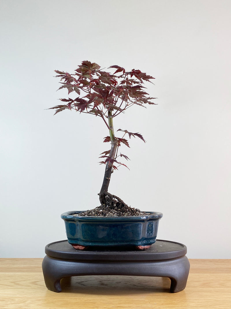 JAPANESE MAPLE (JM11001)