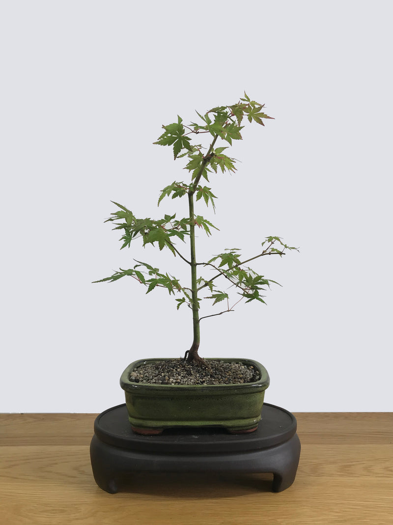 JAPANESE MAPLE (JM11001) - MiniGardens NZ