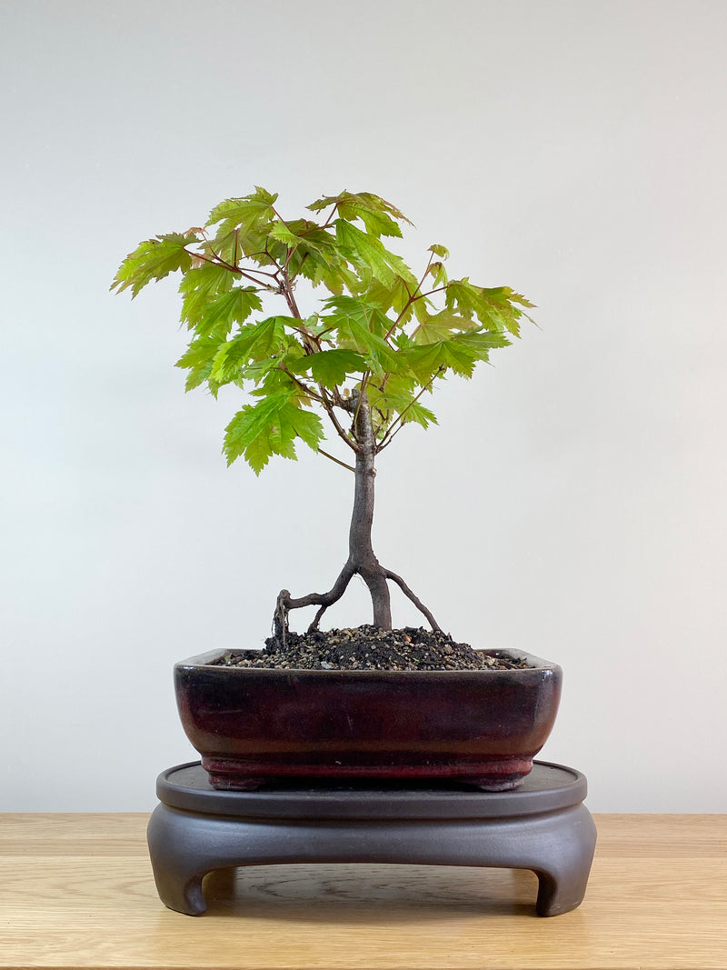 JAPANESE MAPLE (JM11002)
