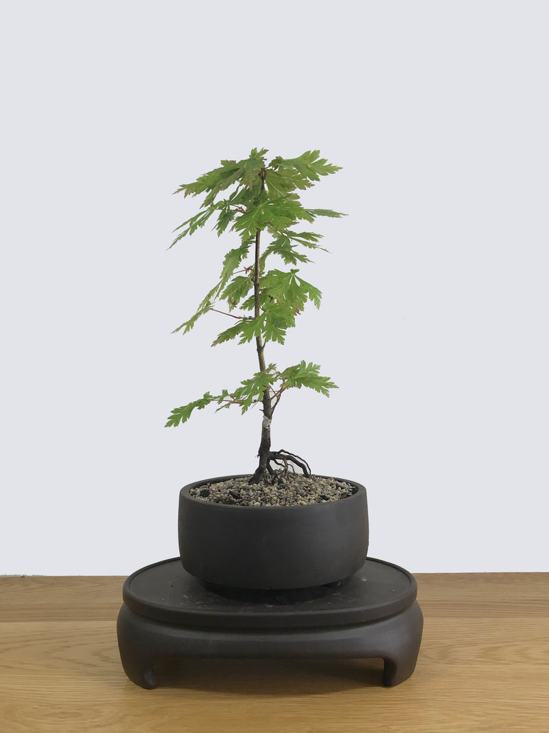 JAPANESE MAPLE (JM11002) - MiniGardens NZ