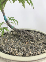 JAPANESE MAPLE (JM11003) - MiniGardens NZ