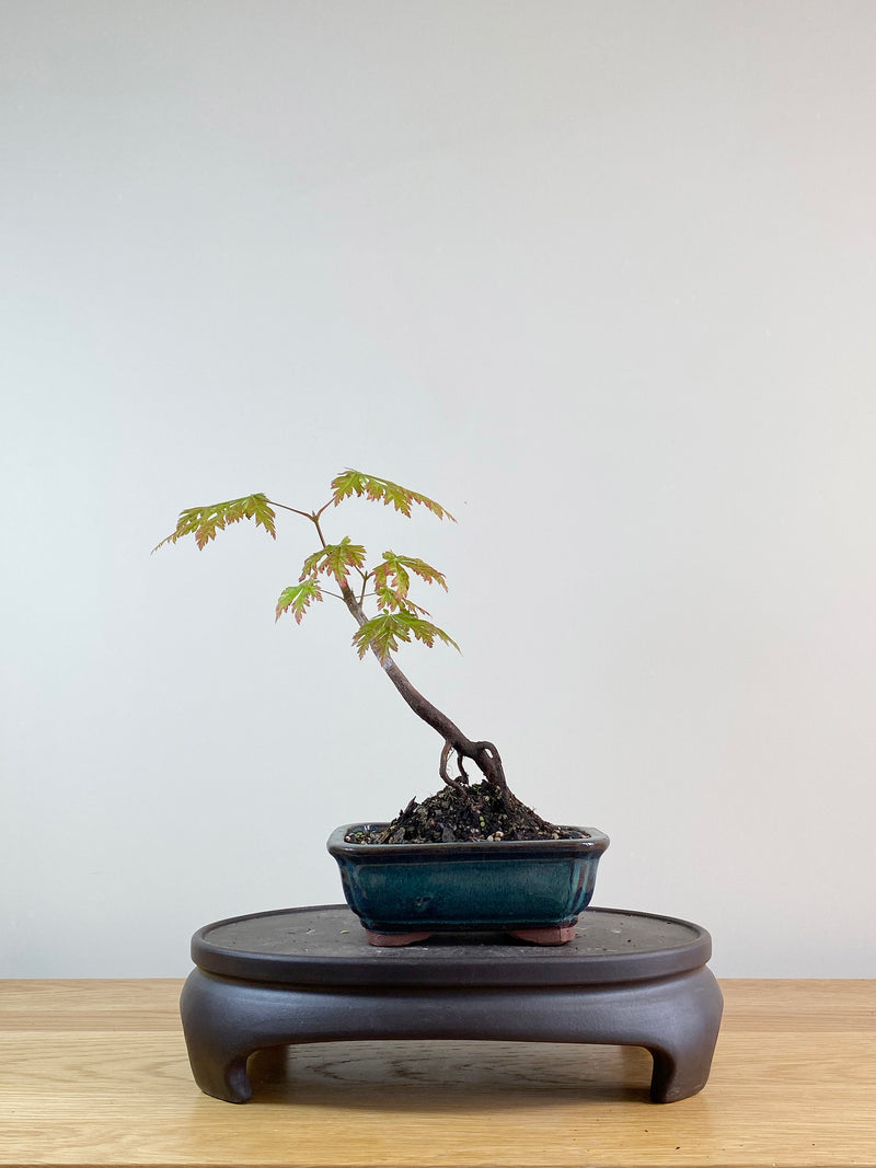 JAPANESE MAPLE (JM11004)