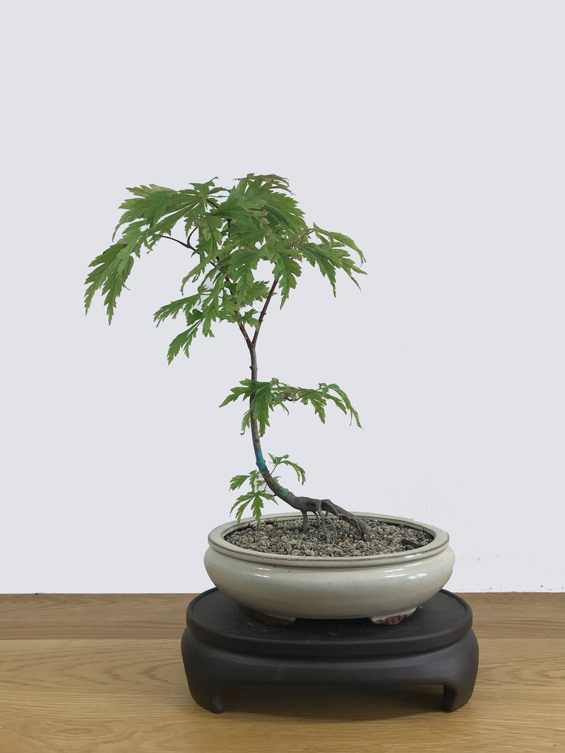 JAPANESE MAPLE (JM11003) - MiniGardens NZ
