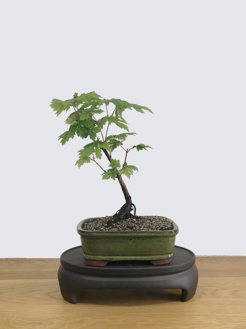 JAPANESE MAPLE (JM11005) - MiniGardens NZ