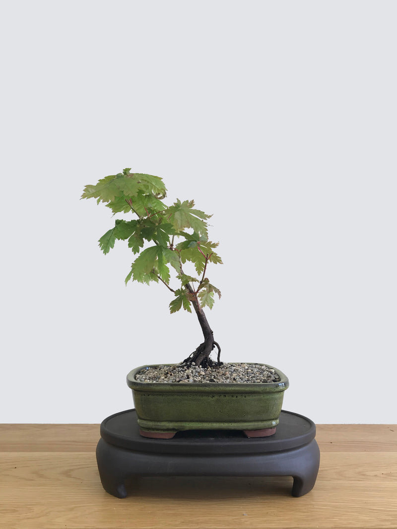 JAPANESE MAPLE (JM11007) - MiniGardens NZ