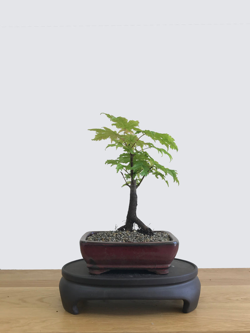 JAPANESE MAPLE (JM11008) - MiniGardens NZ