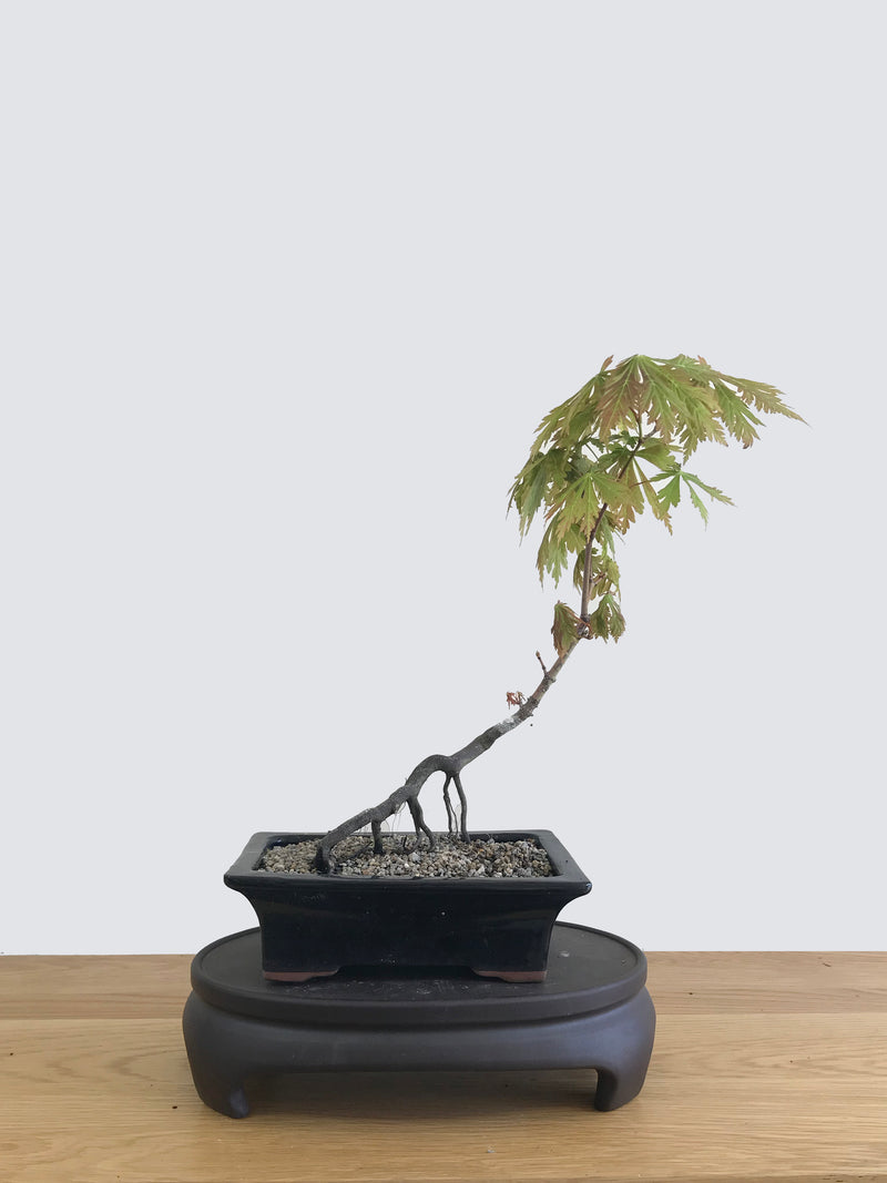 JAPANESE MAPLE (JM11009) - MiniGardens NZ