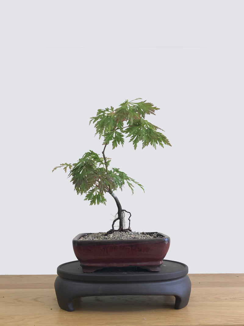JAPANESE MAPLE (JM11011) - MiniGardens NZ