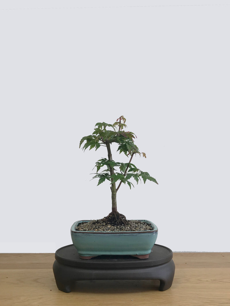 JAPANESE MAPLE (JM11012) - MiniGardens NZ