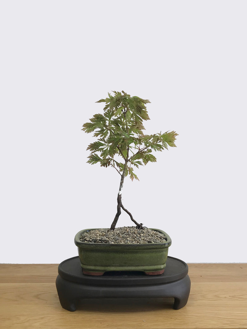 JAPANESE MAPLE (JM11014) - MiniGardens NZ
