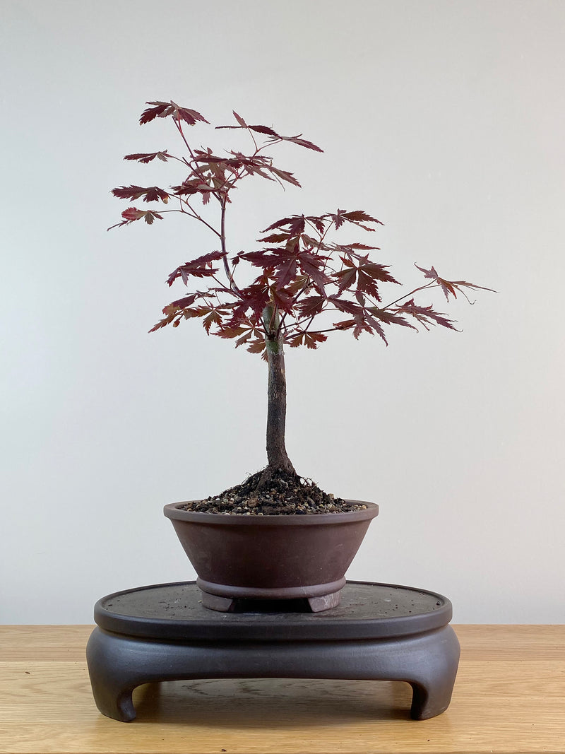 JAPANESE MAPLE (JM11014)