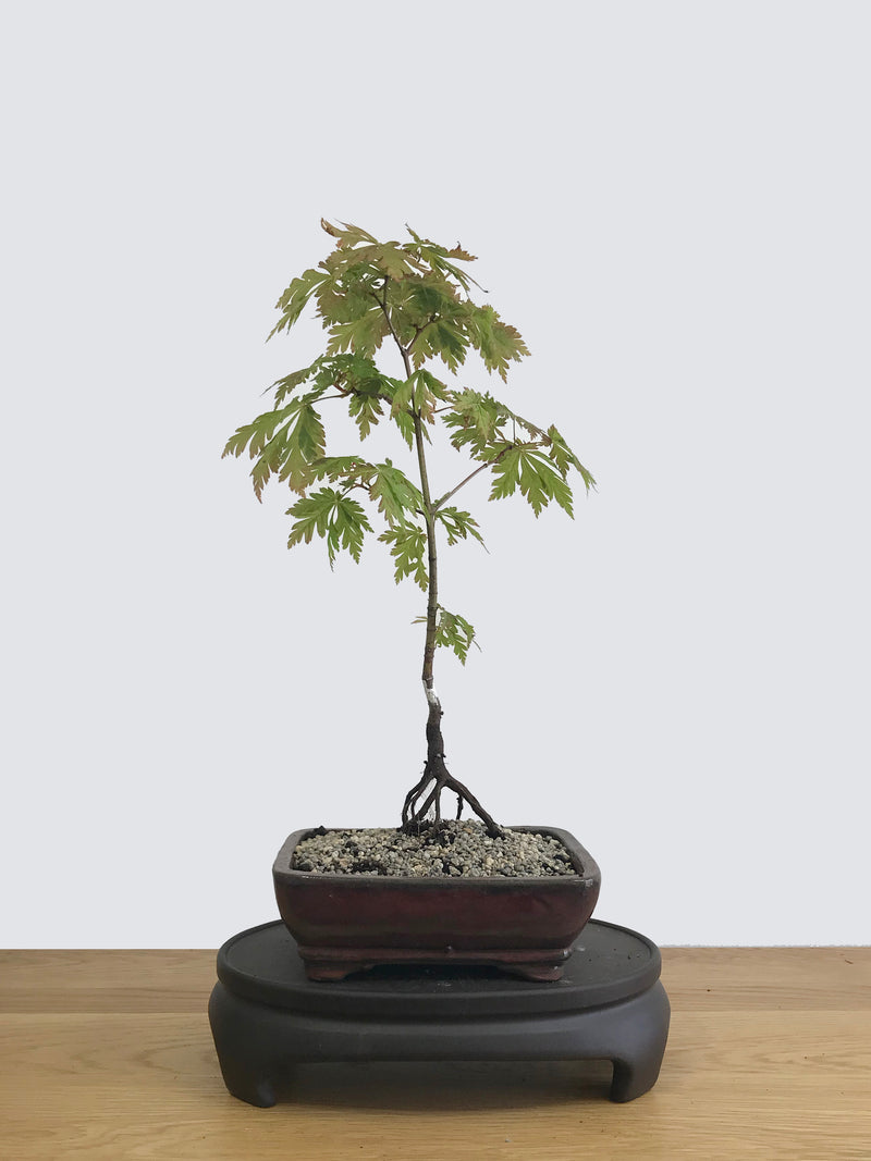 JAPANESE MAPLE (JM11017) - MiniGardens NZ
