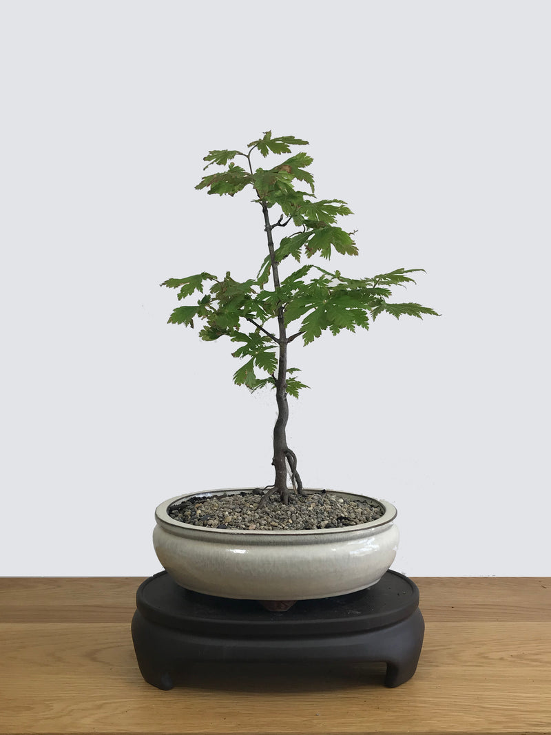 JAPANESE MAPLE (JM11019) - MiniGardens NZ