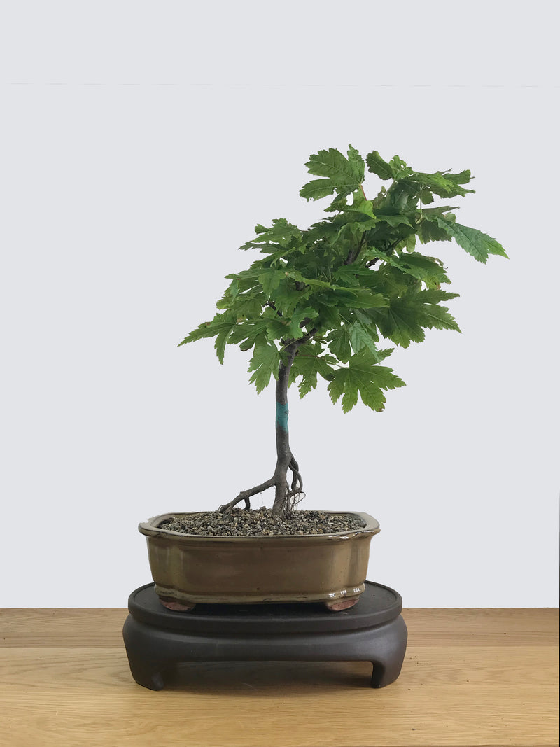 JAPANESE MAPLE (JM11021) - MiniGardens NZ