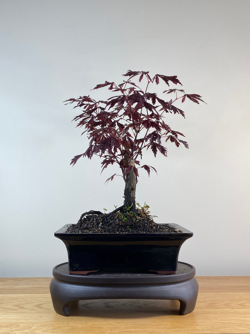 JAPANESE RED MAPLE (JM11022)